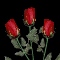 Twelve Red Roses.