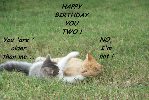 Twin Kids, Birthday Kittens.