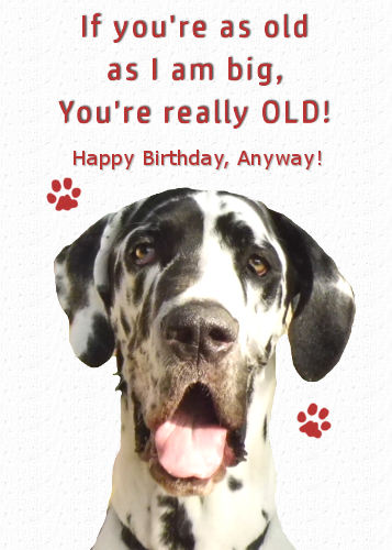 Great Dane, Funny Old Age Birthday.