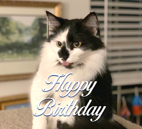 silly cat birthday free pets ecards greeting cards 123 greetings