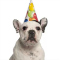 Hey Dog Happy Birthday Card.
