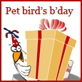 Pet Bird's Birthday!