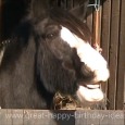 Happy Birthday Horse Style!