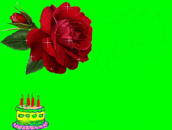 Lovely Birthday Rose!