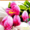Beautiful Flowers To Greet You!
