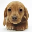 Puppy Dog Birthday Video Song!