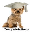 A Yorkie Dog Graduation.