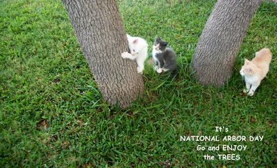Arbor Day Kittens.