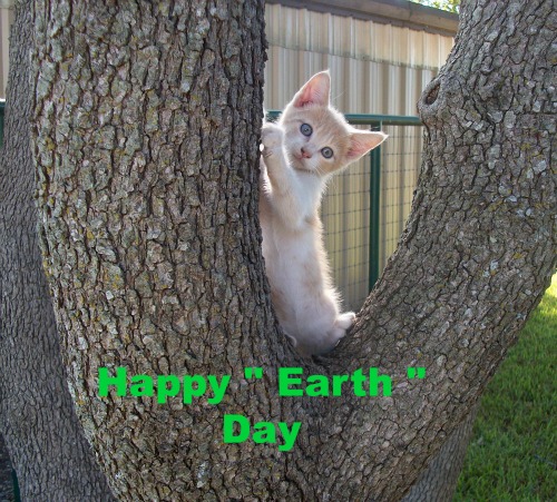 Earth Day Kitten.