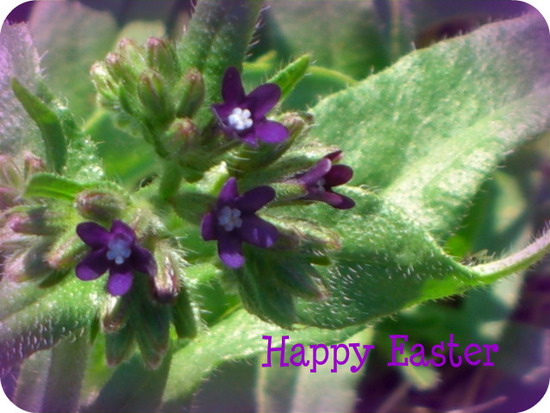 Easter Greetings. Free Flowers eCards, Greeting Cards | 123 Greetings