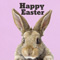 Happy Easter To Every Bunny!!