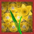 A Beautiful Daffodil Day.