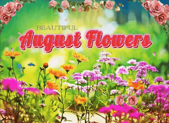 Beautiful August Flowers Ecard For You.