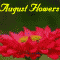 Flowers In Full Bloom!