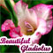 Beautiful Gladiolus...