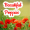 Sending Beautiful Poppies...