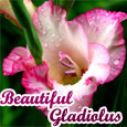 Beautiful Gladiolus...