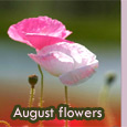 Colorful And Bright August Month!