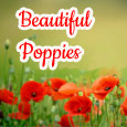Sending Beautiful Poppies...