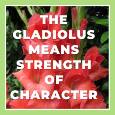 August Gladiolus.