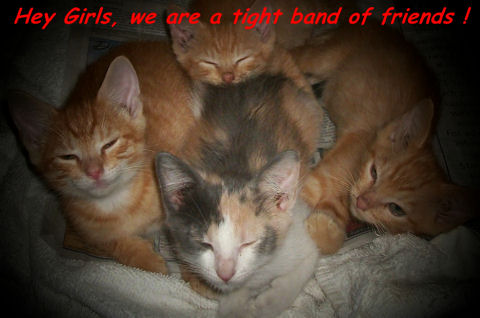 Friendship Band Of Kittens.