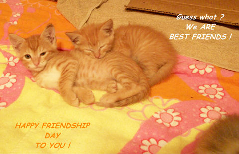 Friendship Day Best Friends Kittens.