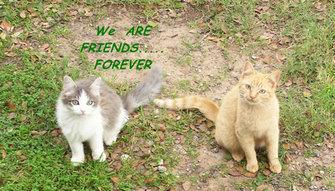 Friendship Week Cats.