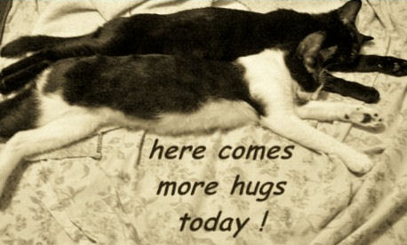 Hug Your Sweetheart Cats.