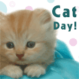 A Cute Wish On International Cat Day.