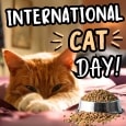 Send Meow-Time Joy To A Cat Fan.