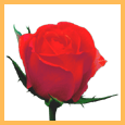 A Red Rose...