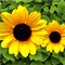 Happy Sunflower Day!