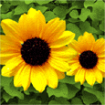 Happy Sunflower Day!