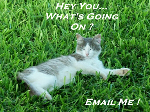 Send An Email Cat!