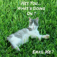 Send An Email Cat!