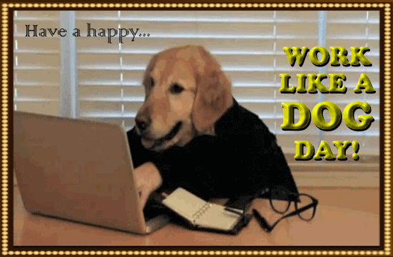 A Happy Working Dog.