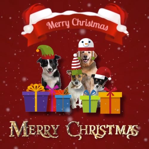 Christmas With Dogs! Free Humor & Pranks eCards, Greeting Cards | 123 ...