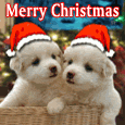 Christmas Hugs & Cute Puppies!