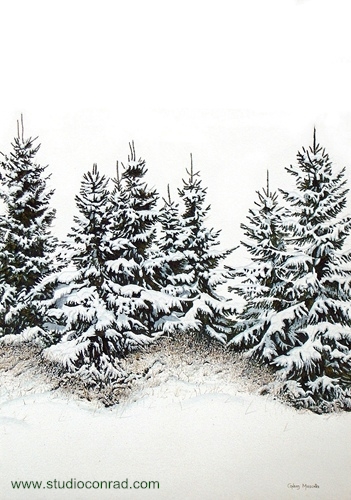 Spruce Trees In Winter.