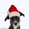 Merry Christmas - Dog In Santa Hat.