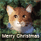 Christmas Tree Cat.