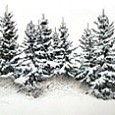 Spruce Trees In Winter.
