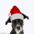 Merry Christmas - Dog In Santa Hat.
