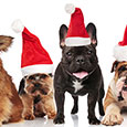 Dogs Wearing Santa Hats.