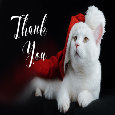 Christmas Thank You With Cute Cat
