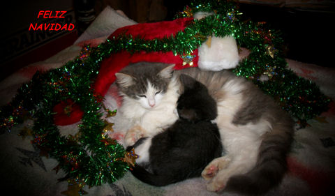 World Christmas Cats.