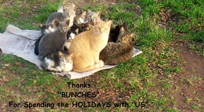 Holiday Thanks Cats.