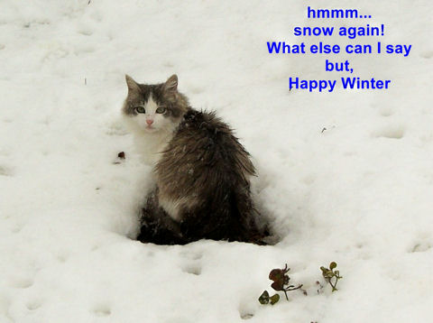 Happy Winter Cat.