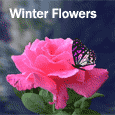 Winter Blooming With Joy...