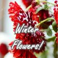 Winter Flowers Just For You!